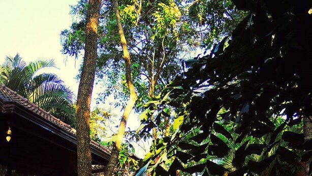 Property grounds - Polina Park Hotel (Koh Samui)