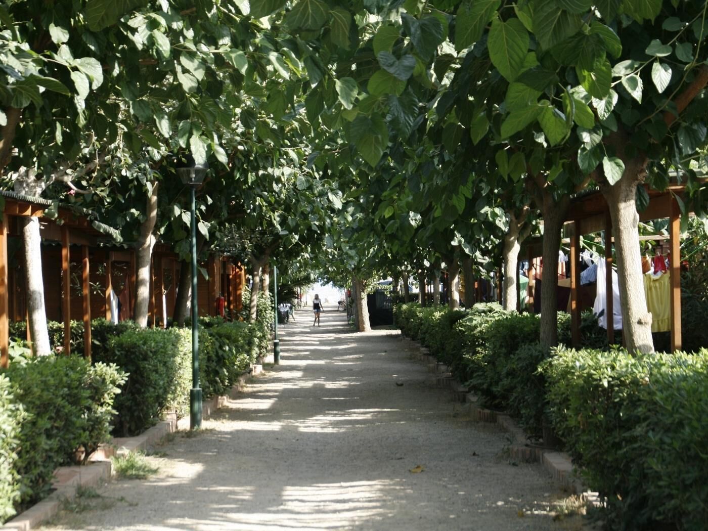 Un sendero bordeado de árboles y cubierto por una estructura de pérgola de madera.