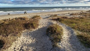 En sandstrand med en stig som leder ner till vattnet, en hund och två personer som promenerar.