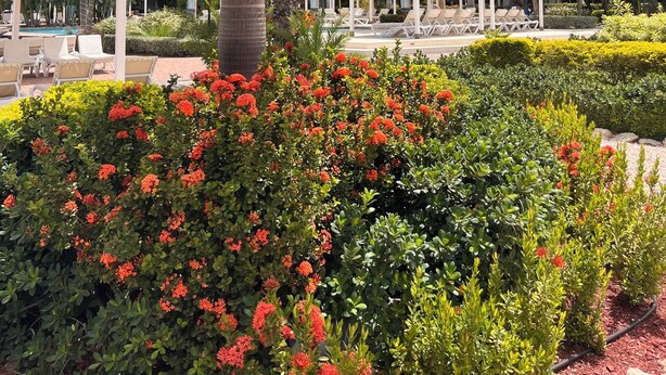 Un complexe hôtelier doté d’une piscine, de palmiers et d’un jardin agrémenté de fleurs rouges.