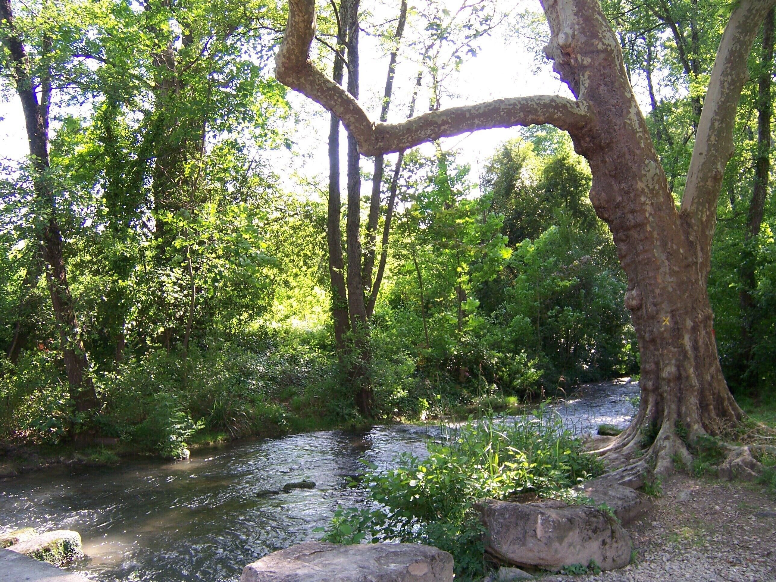 Een natuurlijk landschap met een rivier, weelderige begroeiing en bomen.