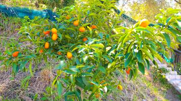 Servizio della struttura