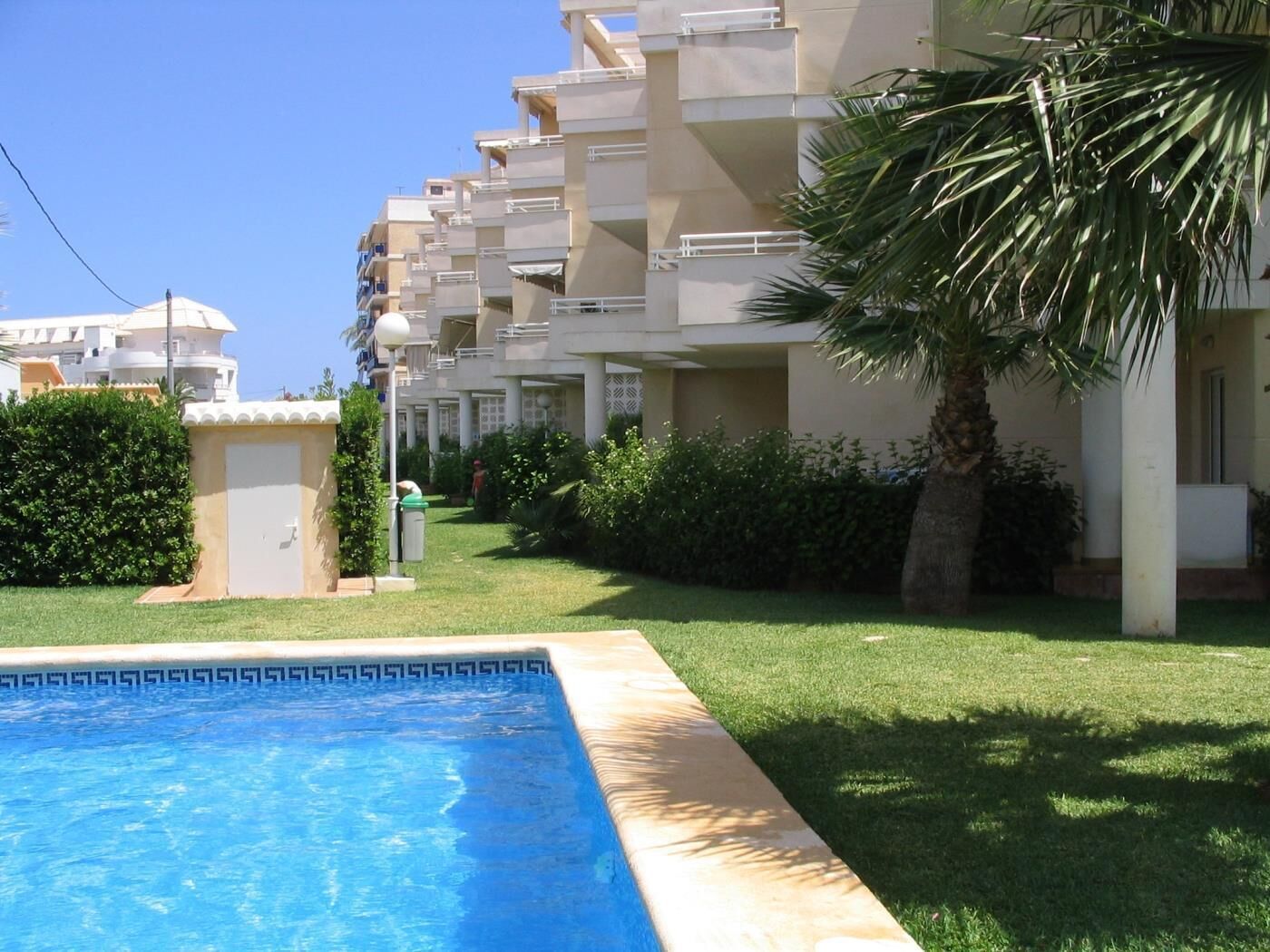 A swimming pool with a geometric tile pattern, surrounded by a well-maintained lawn and a palm tree.