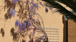 A wall with a metal grid window, a wisteria vine with purple flowers, and a palm tree.