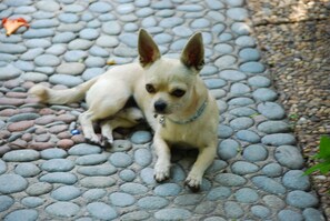 Um cão pequeno sentado em um caminho de pedras.