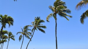 Uma praia com palmeiras e um céu azul límpido.