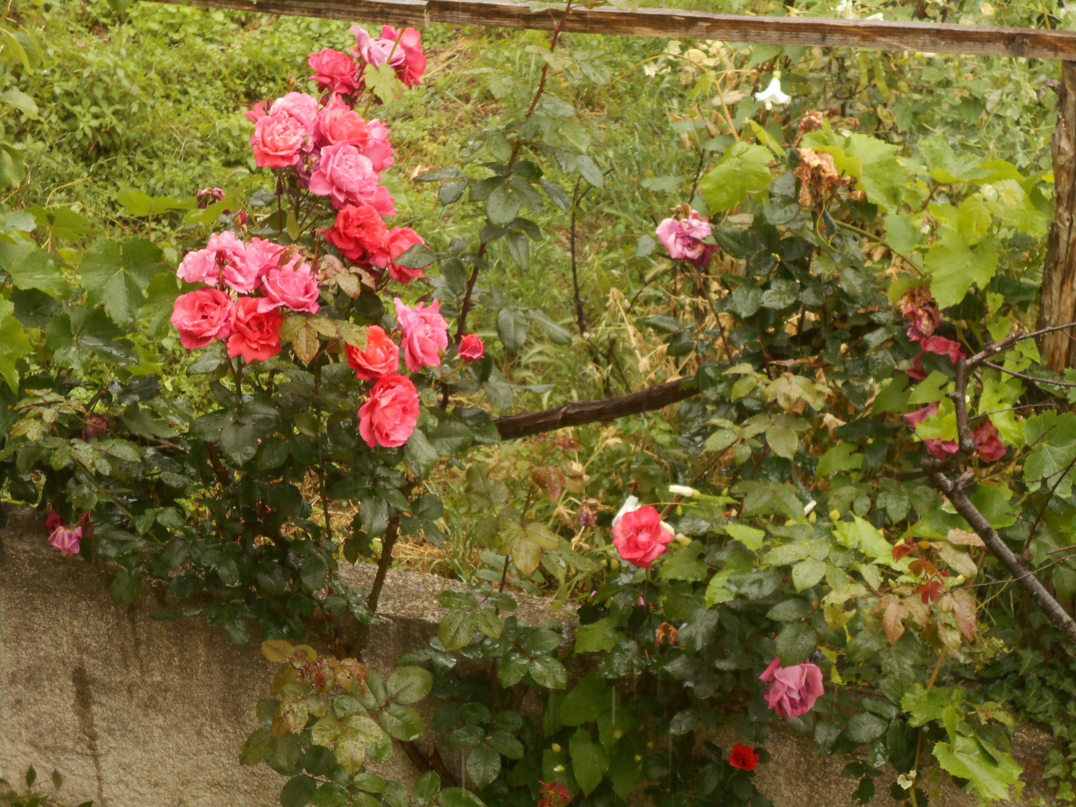 ดูเพล็กซ์, 3 ห้องนอน | ลานระเบียง/นอกชาน