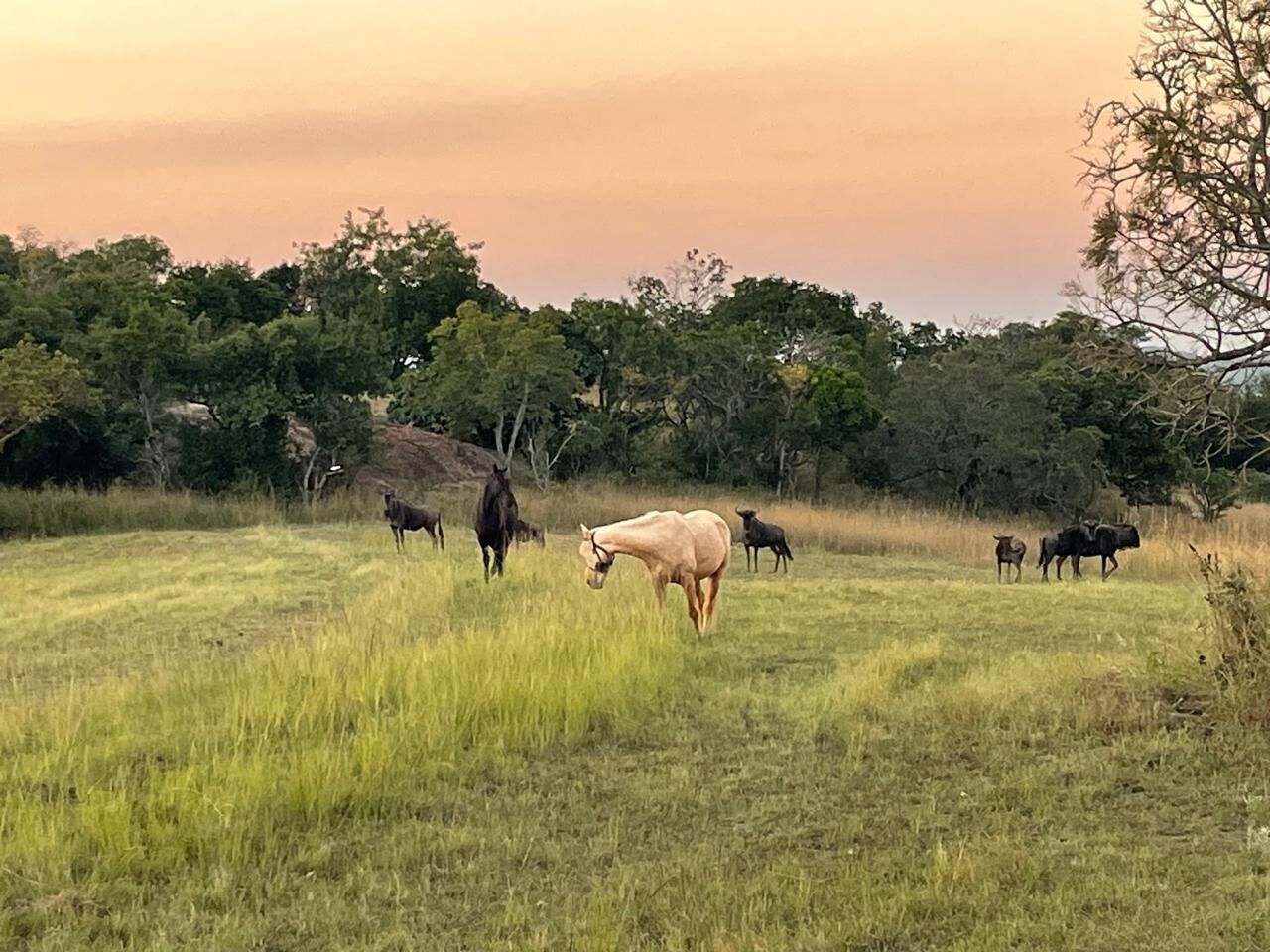 A grassy field with several horses grazing.