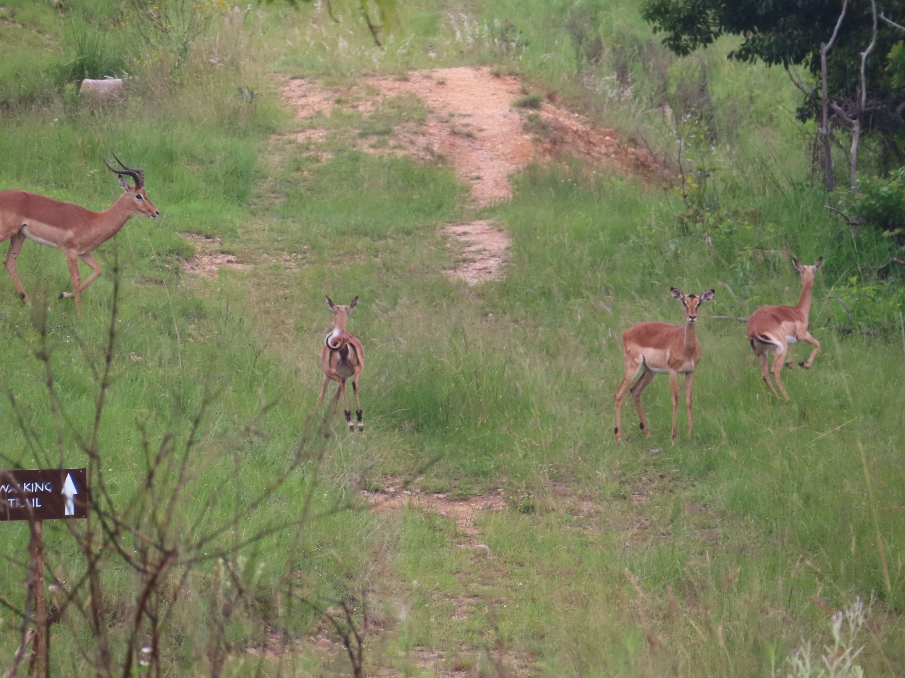 A natural landscape with a dirt path, surrounded by greenery and a few deer.