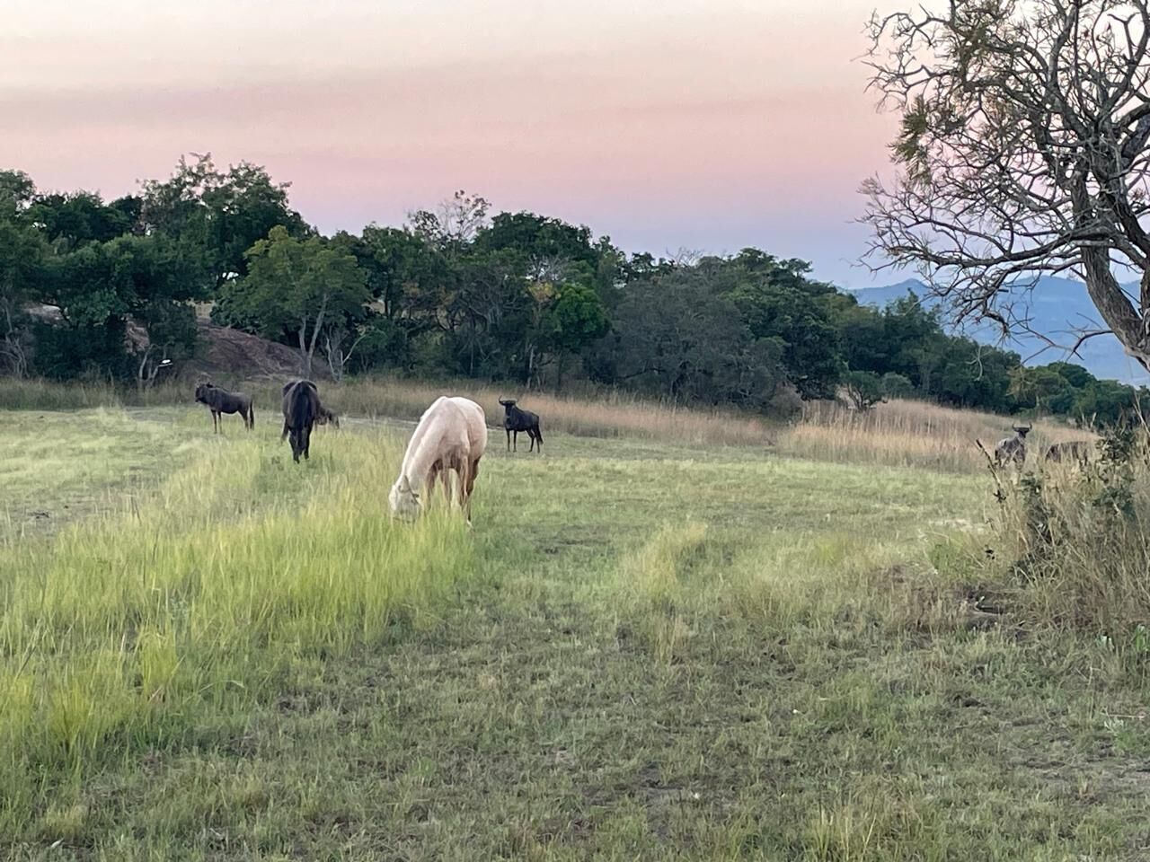 A grassy field with several animals grazing.