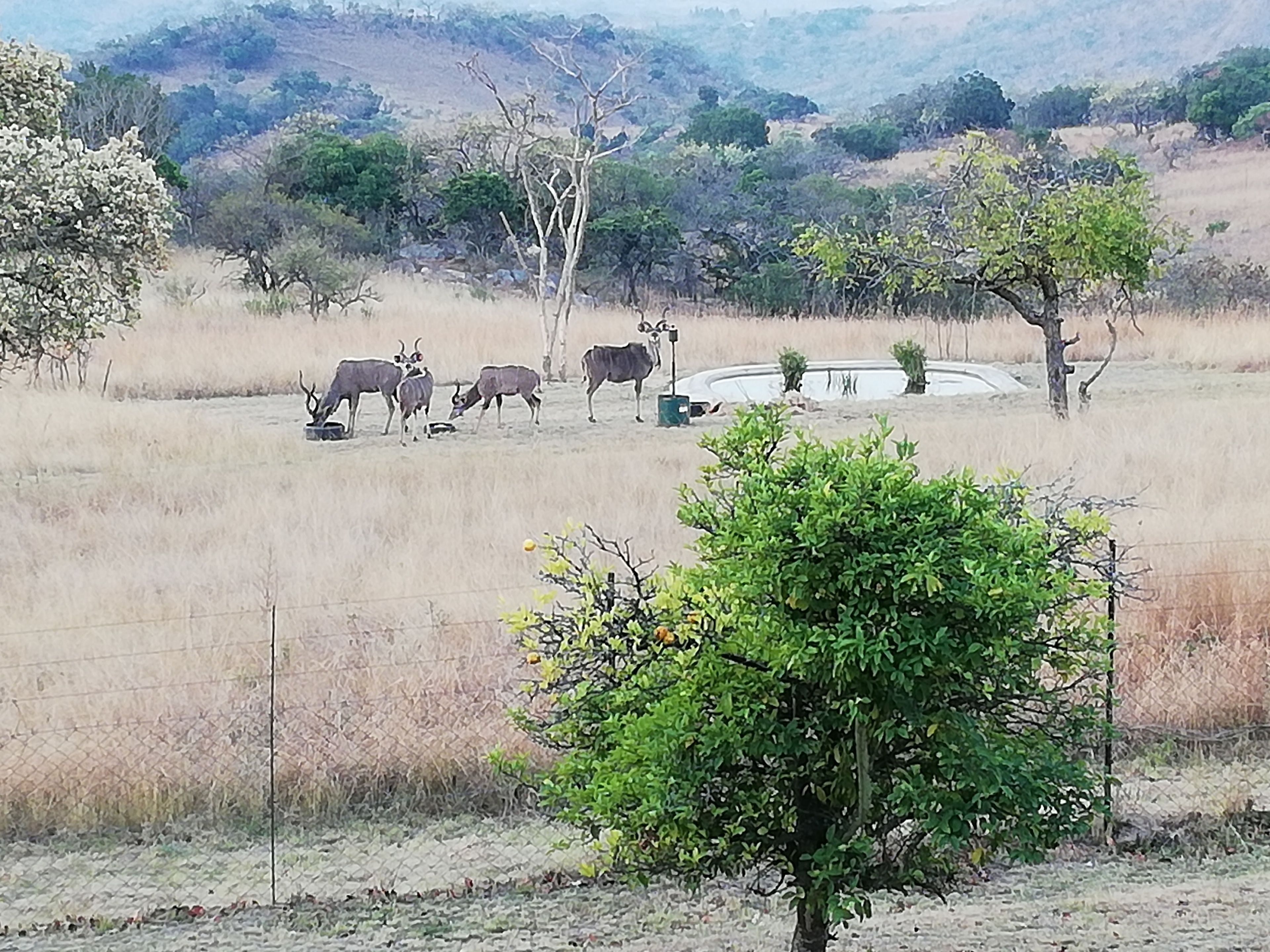 A fenced field with grazing cattle and a few trees.