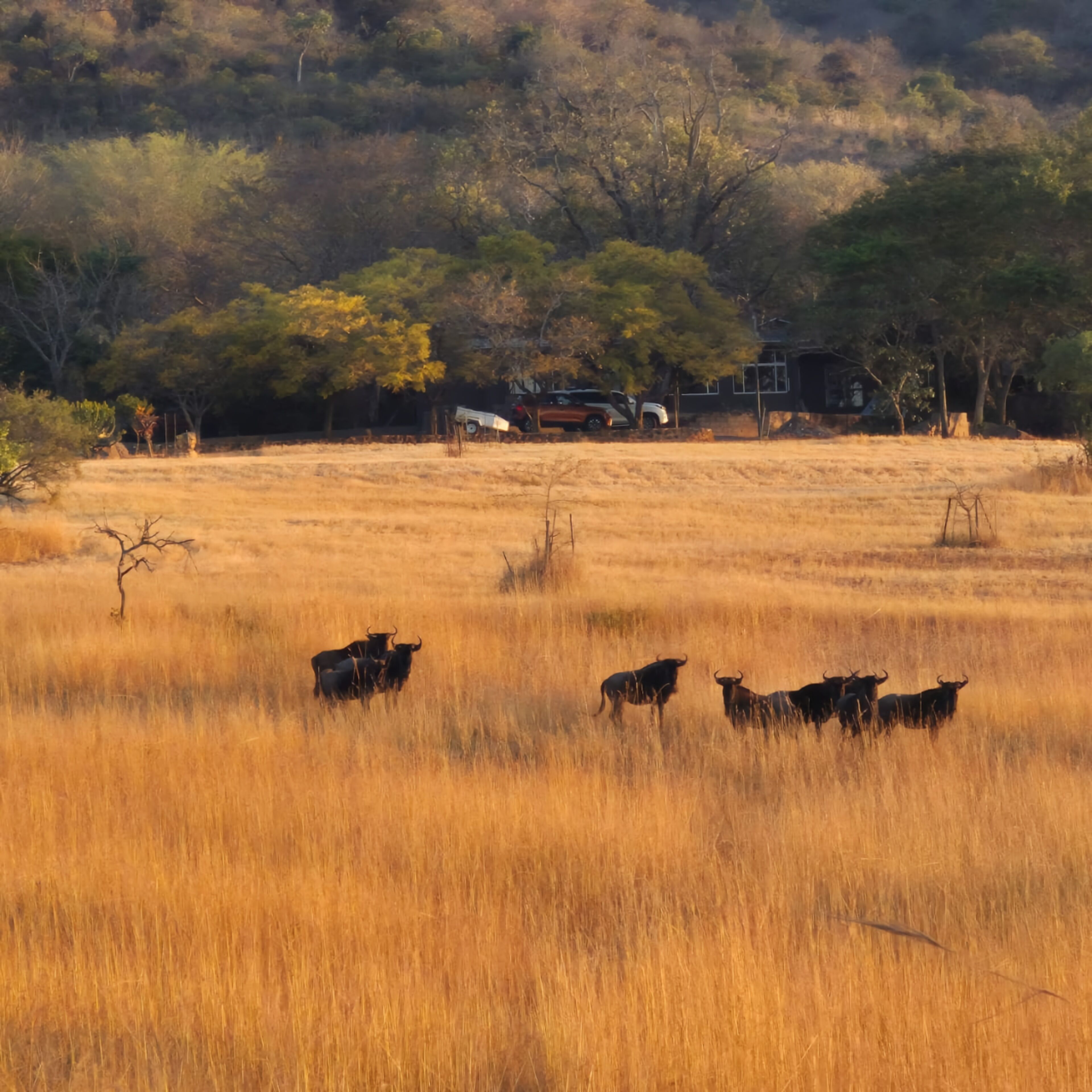 A field with several animals, trees, and a building in the background.