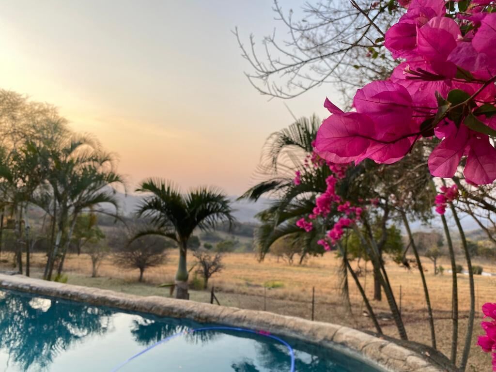 A pool surrounded by palm trees and pink flowers, with a clear sky in the background.