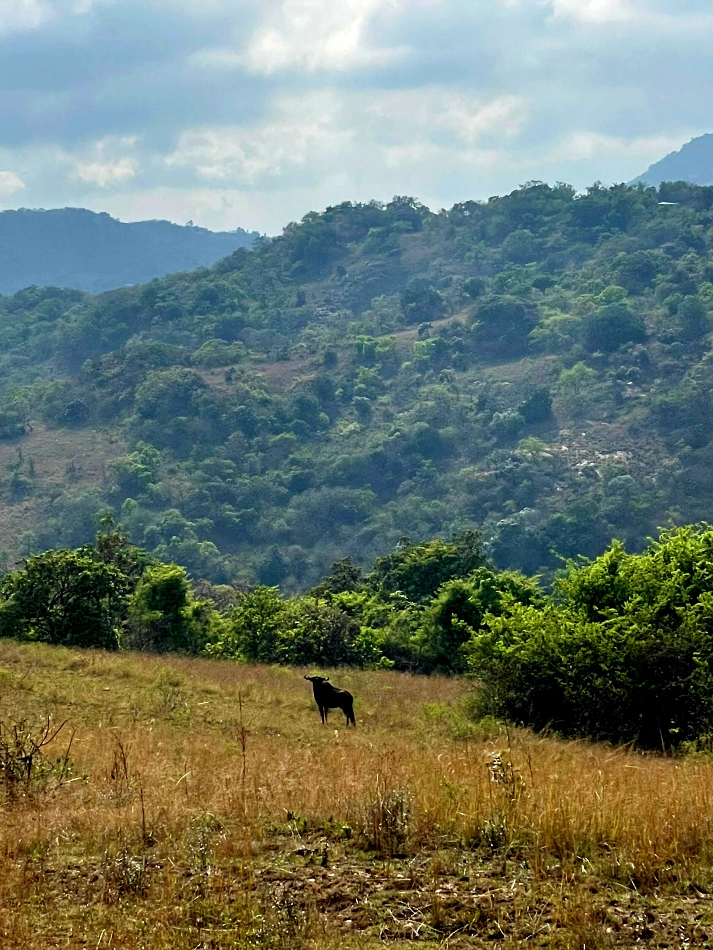 A grassy field with a single animal in the foreground and a densely forested hill in the background.
