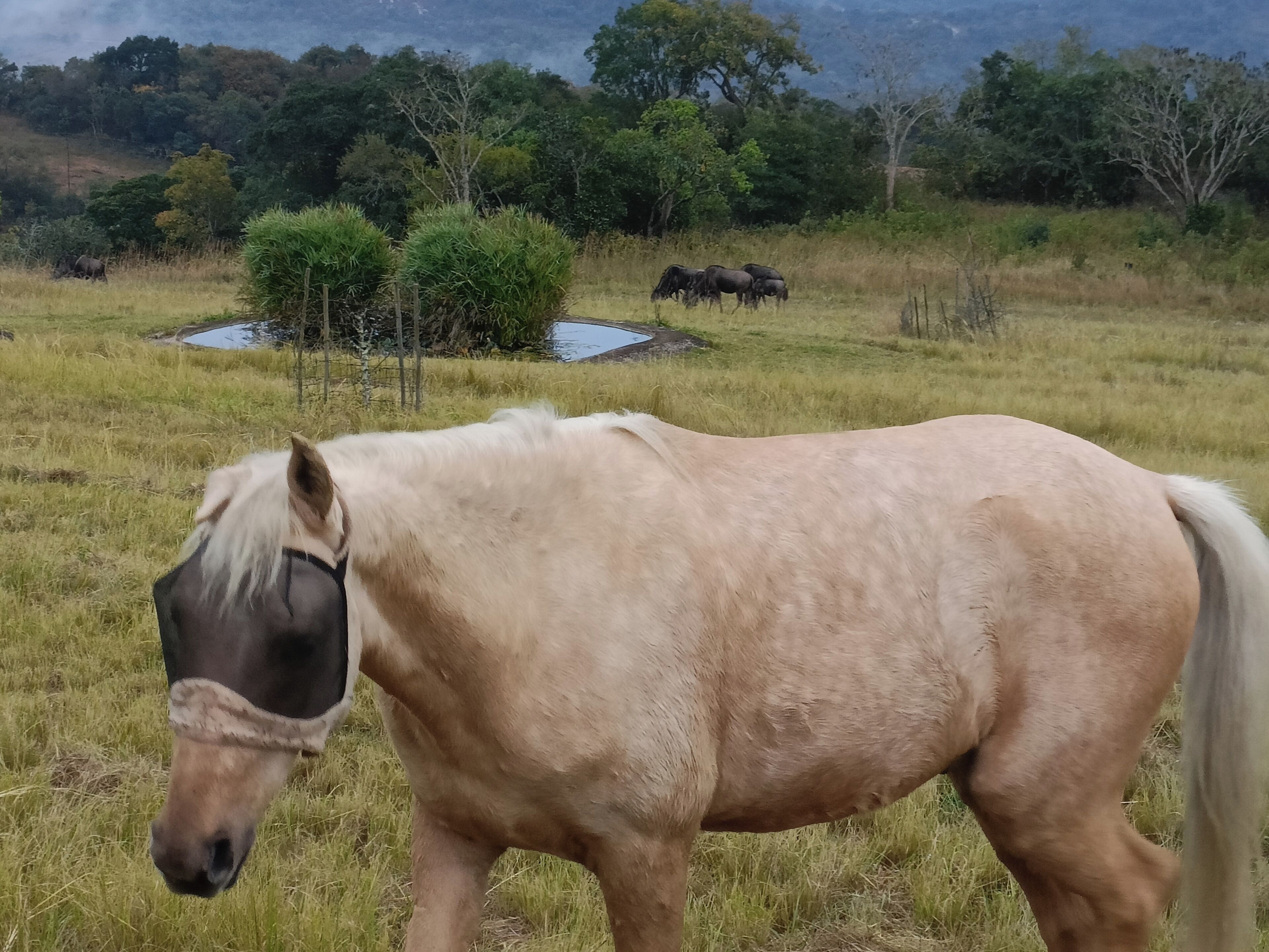 Ein Pferd auf einer Wiese mit Bäumen und einem Gewässer im Hintergrund.