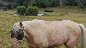 Ein Pferd auf einer Wiese mit Bäumen und einem Gewässer im Hintergrund.