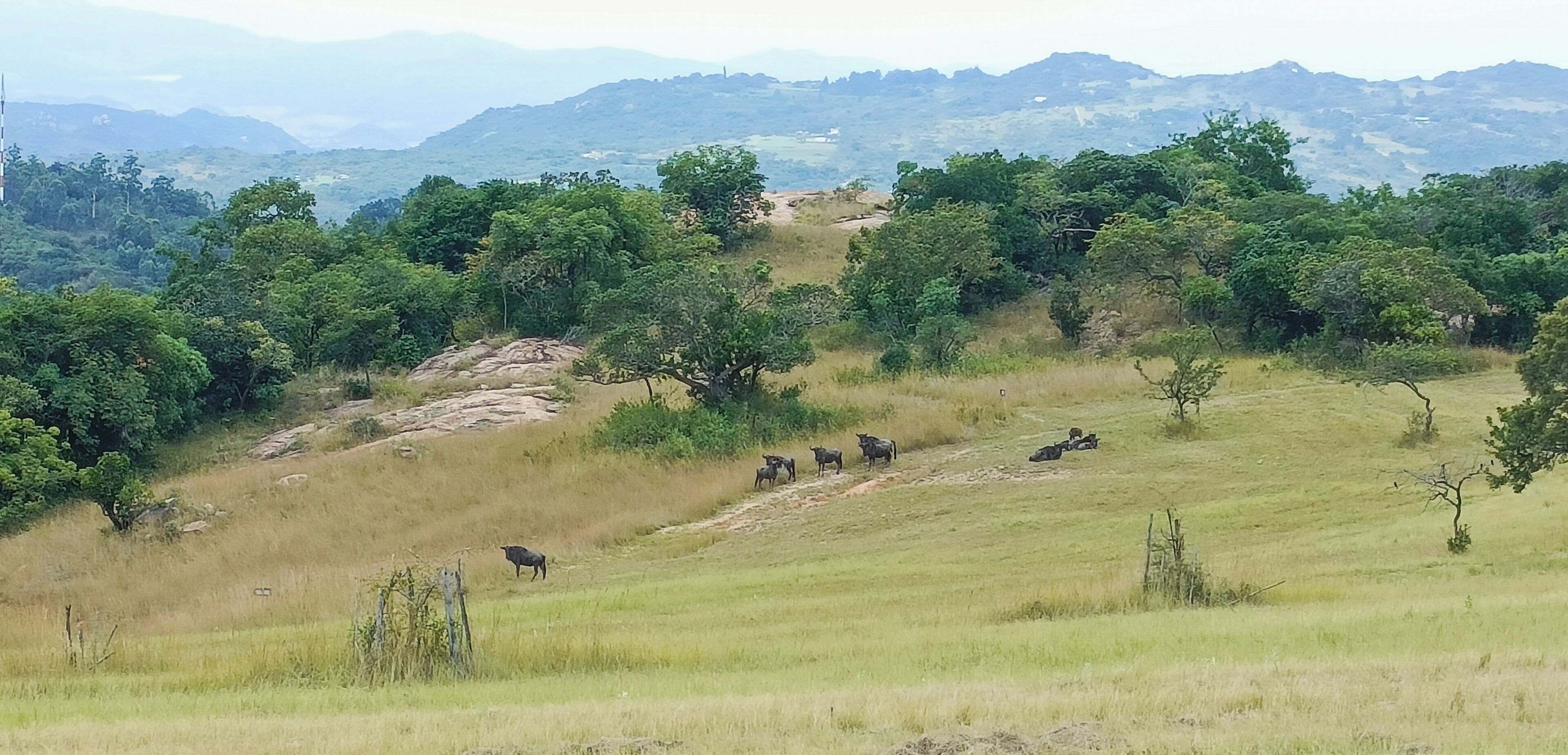 Um campo gramado com árvores dispersas e uma cordilheira ao longe.