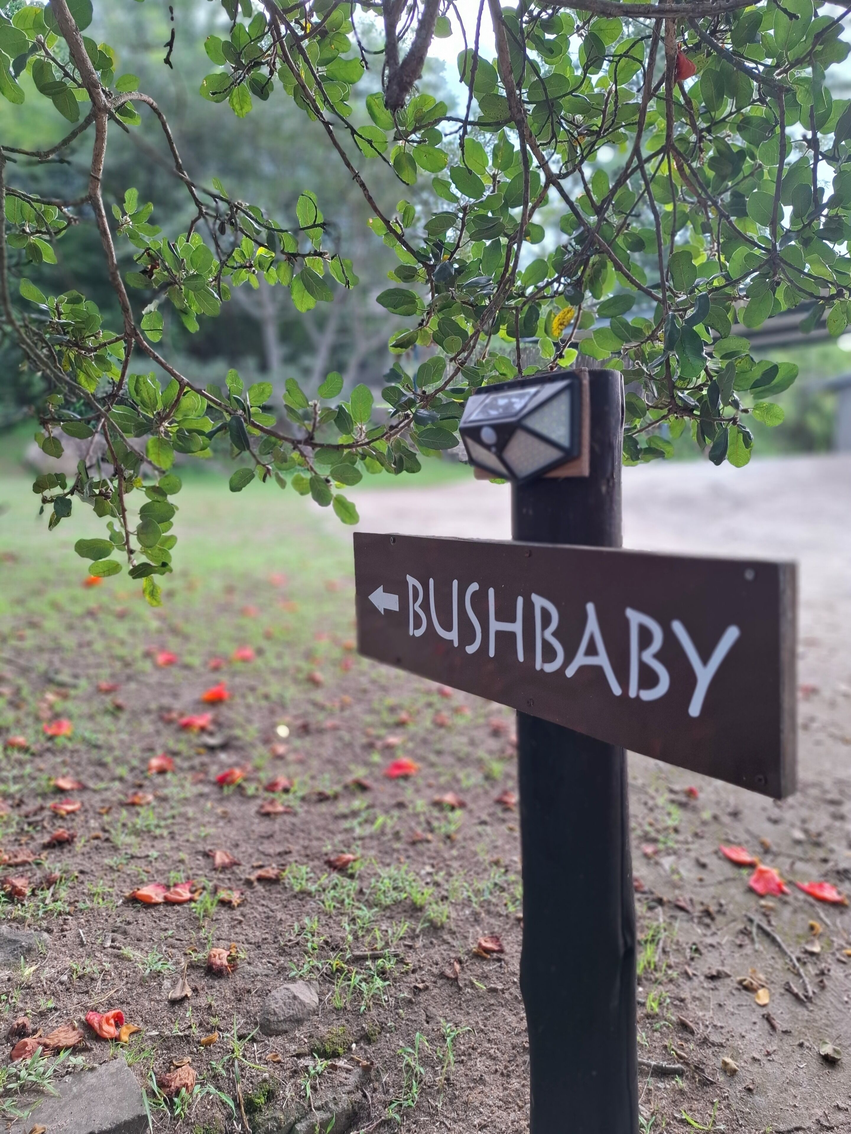 A directional signpost with the word "BUSHBABY" pointing to the left.