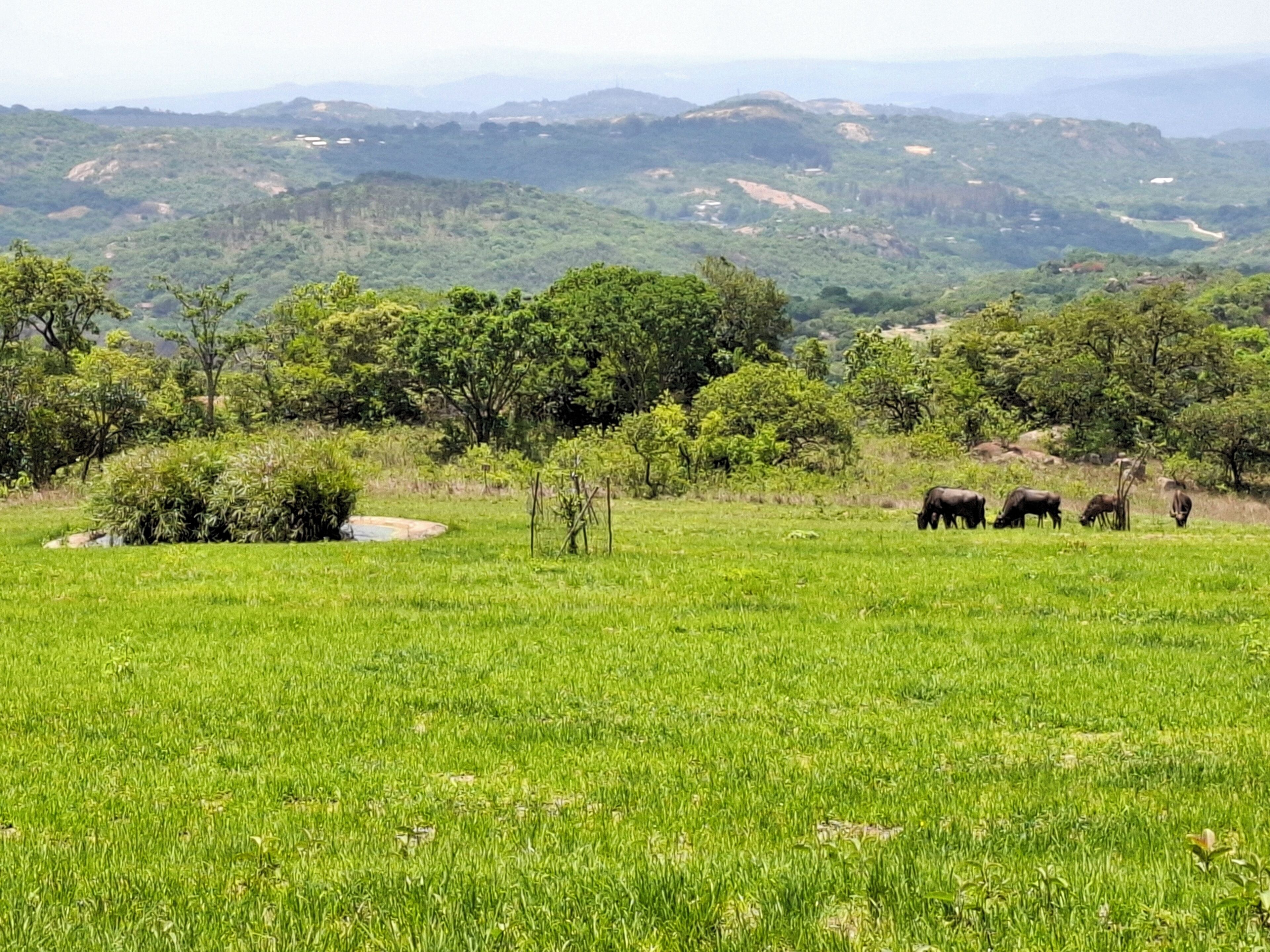 A grassy field with a few trees and hills in the background.