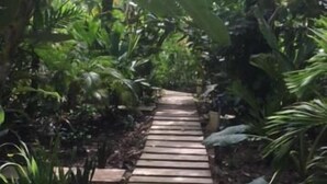 A stone pathway in a lush garden with dense foliage on either side.