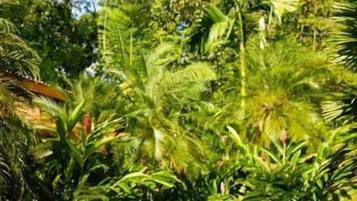 2 albercas al aire libre y camastros