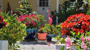 A garden with various potted plants and flowers, a door with the number 4, and a person in the background. - Beachfront Cottages PATIO at Beautiful Sandy Shores on the Gulf of America (INDIAN ROCKS BEACH)