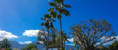 Un complexe hôtelier tropical avec des palmiers, un panneau indicateur et une vue sur les montagnes.