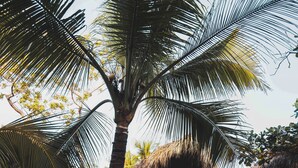 Une construction à toit de chaume, dotée de balustrades en bois, entourée de palmiers et d’autres plantes tropicales.