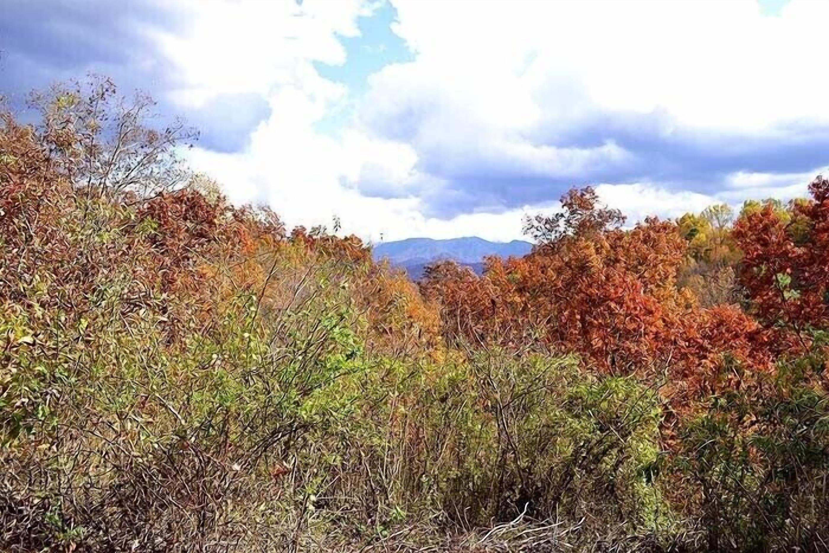 Paisaje natural con vegetación densa y montañas al fondo.