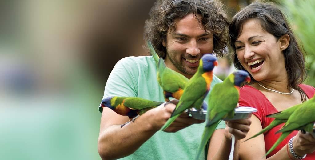 Two people interacting with colorful birds.