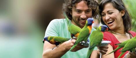 Two people interacting with colorful birds.