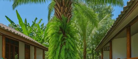 A courtyard with a palm tree, a pathway, and two wooden buildings with balconies.