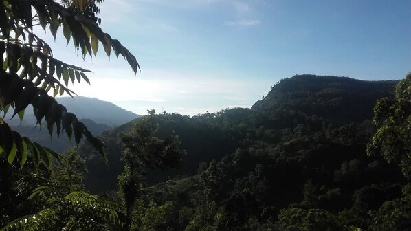 Un valle exuberante y verde con vegetación densa y una montaña al fondo.