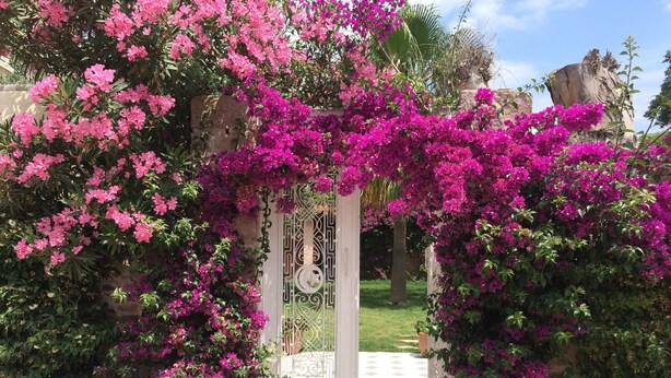 A garden entrance with a white gate and pink bougainvillea flowers. - Cunda Has Konak Otel (Ayvalik)