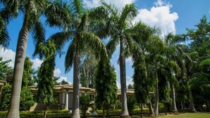 Un jardín bien cuidado con altas palmeras y un edificio de arquitectura clásica al fondo.