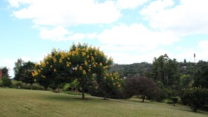 A grassy field with a large tree with yellow flowers and a few smaller trees in the background. - Unique Bed and breakfast (Harare)