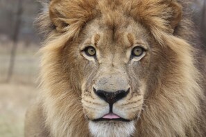Safari - Kingfisher Creek Safari Lodge (Hoedspruit)