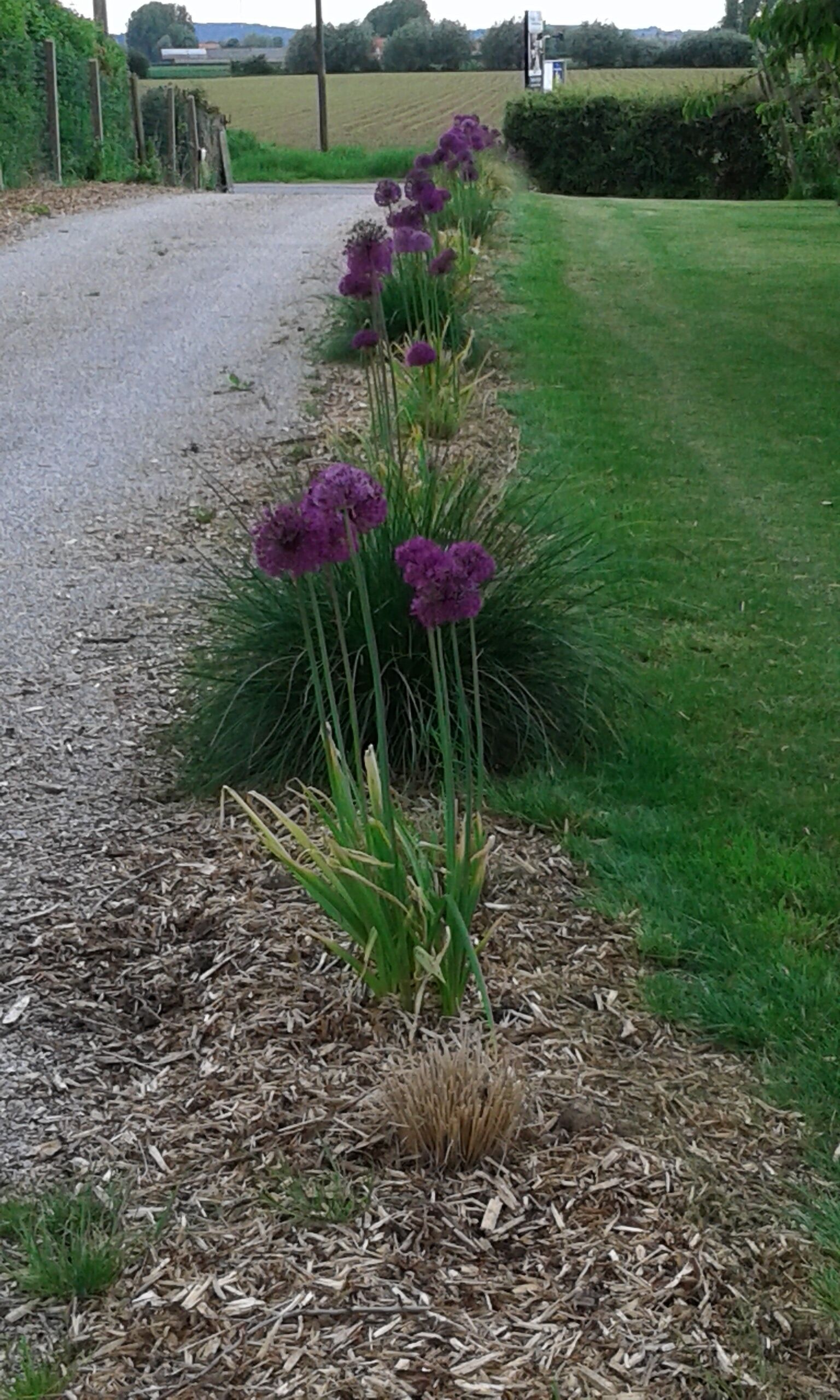 Un chemin de gravier bordé de fleurs violettes et de plantes vertes.
