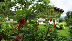 Un jardín con bayas rojas, follaje verde, una estructura de madera y un edificio blanco al fondo.