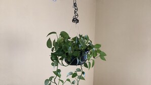 A hanging plant in a room with a plain wall and a white counter. - Casa Flores & Flores (Ensenada)