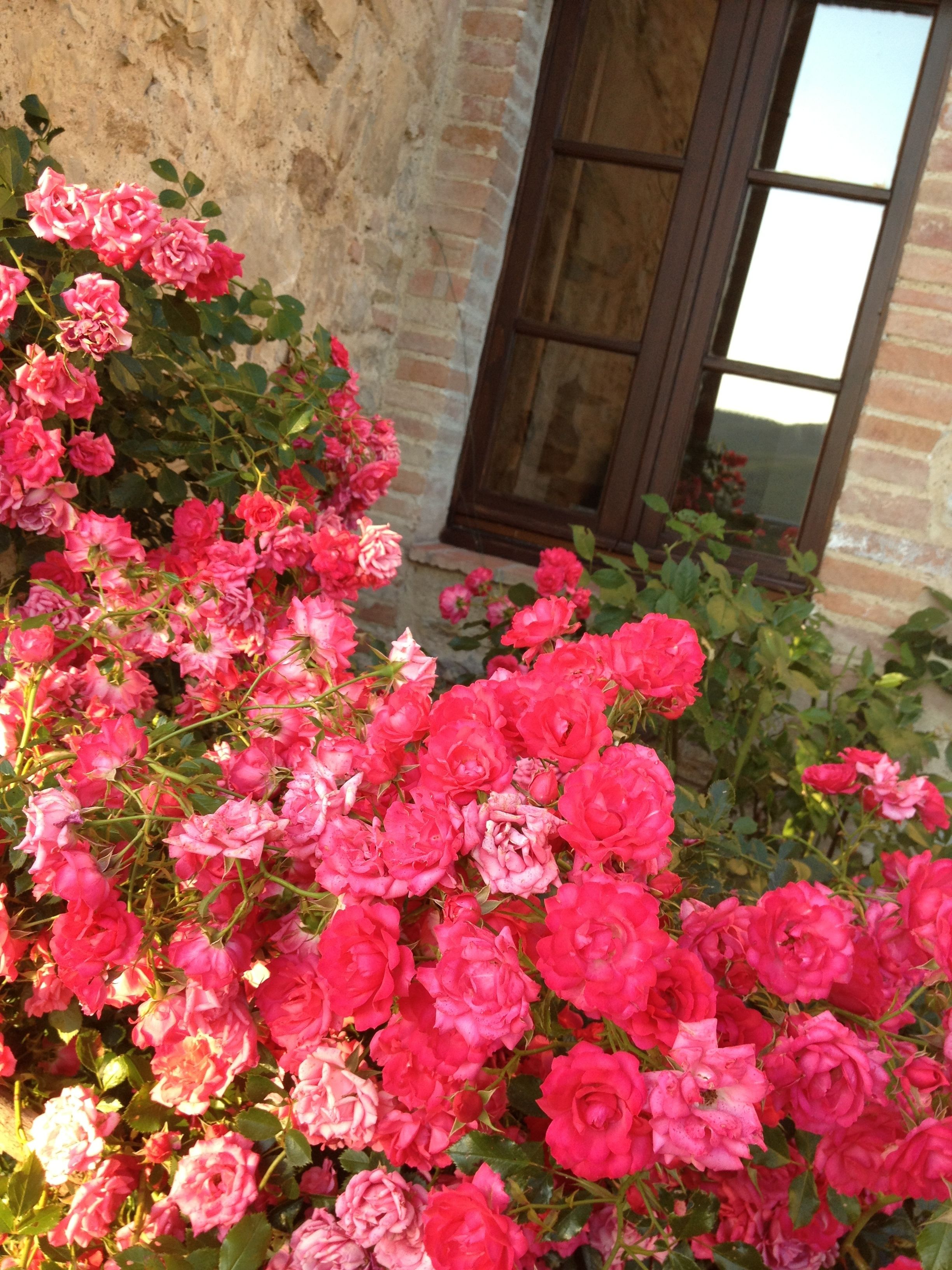 Un giardino con rose rosa davanti a un edificio in mattoni con una finestra.