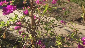 A tropical resort with thatched-roof huts, lush greenery, and vibrant bougainvillea flowers. - Maleo Moyo Seaside Resort (Moyo)