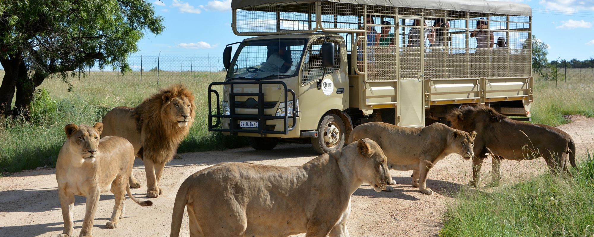 Un véhicule de safari équipé d’une cage à l’arrière, entouré de lions.