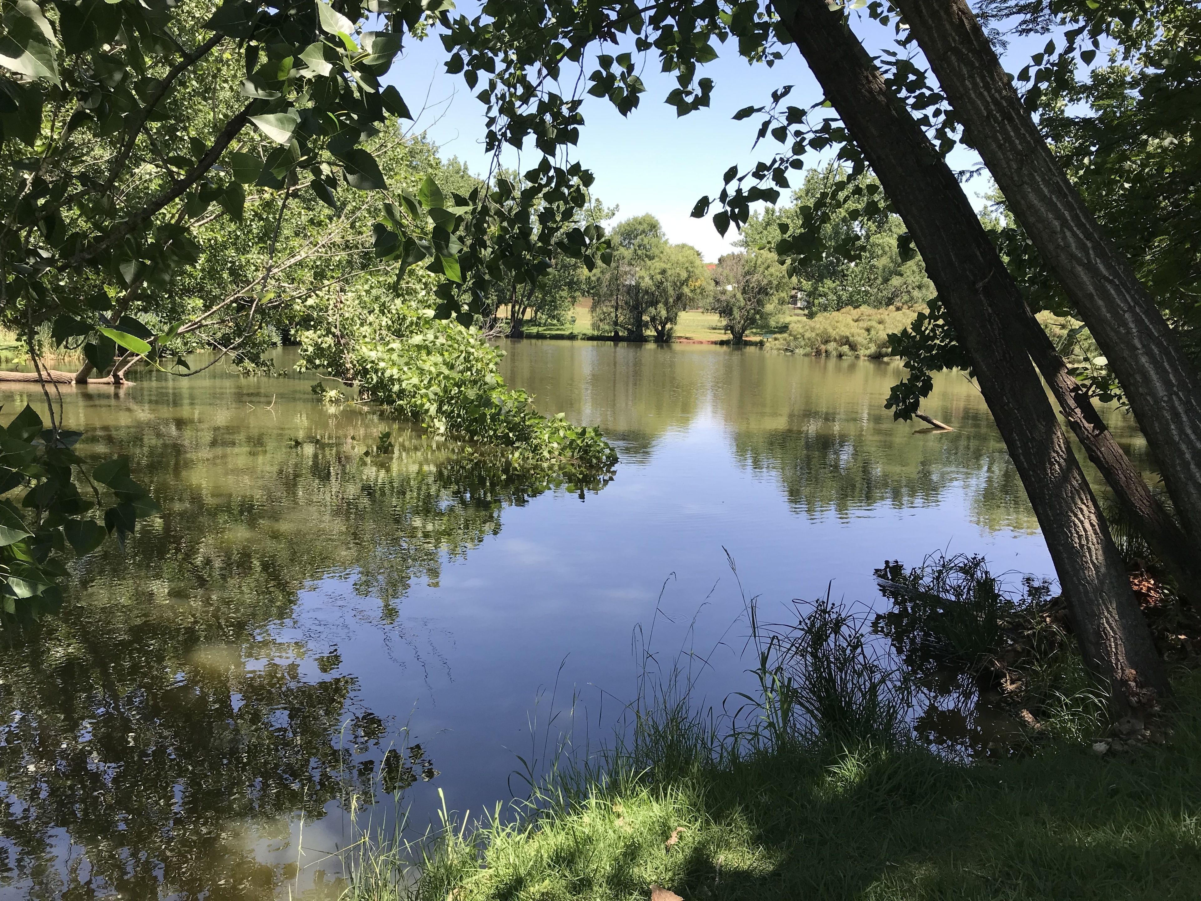 Un lago tranquilo rodeado de árboles y follaje.