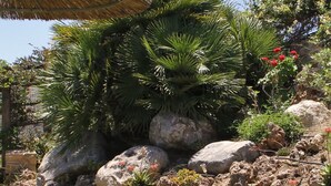 A garden with palm trees, rocks, and a thatched umbrella. - Villa with sea and mountain views, private pool and large garden (Pitsidia)