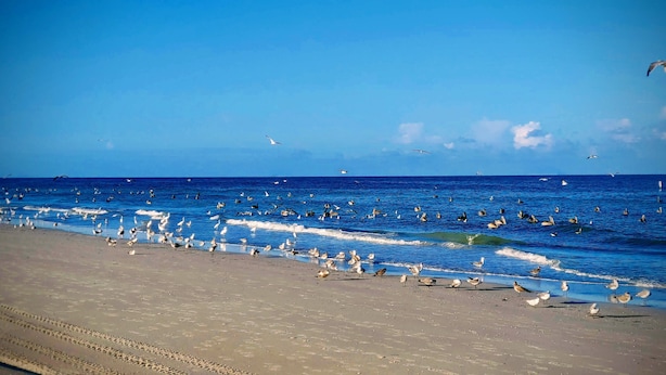 Una playa con una orilla arenosa y vista al océano.
