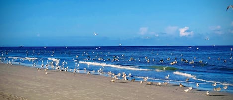 On the beach, sun-loungers, beach towels