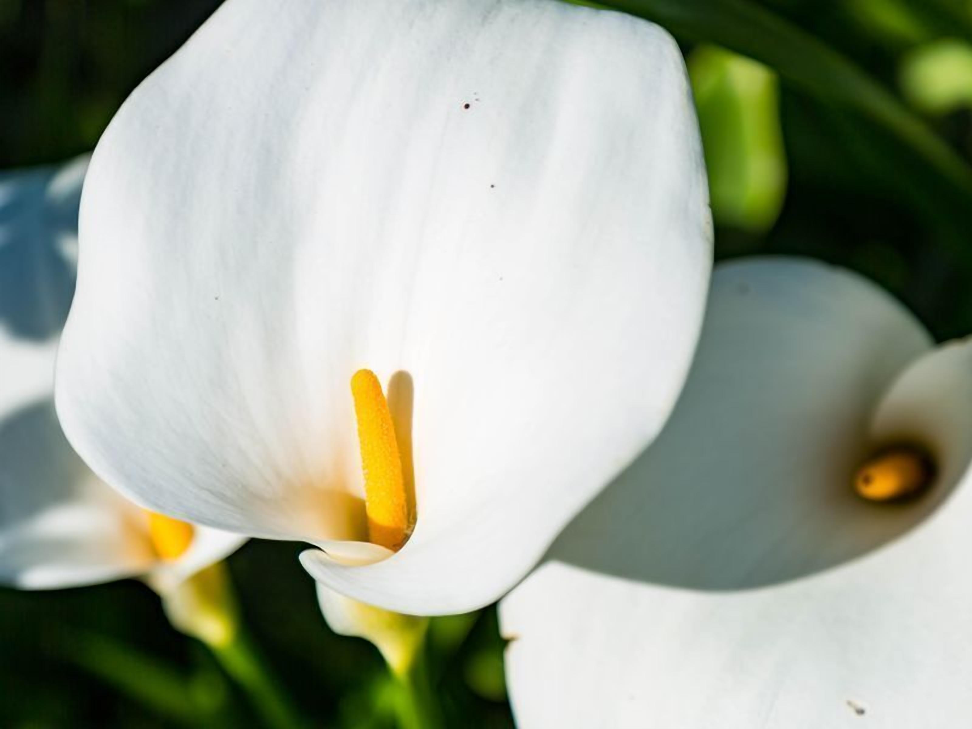 Oceanfront Haven with Unparalleled Views and Retreat Living — image 15