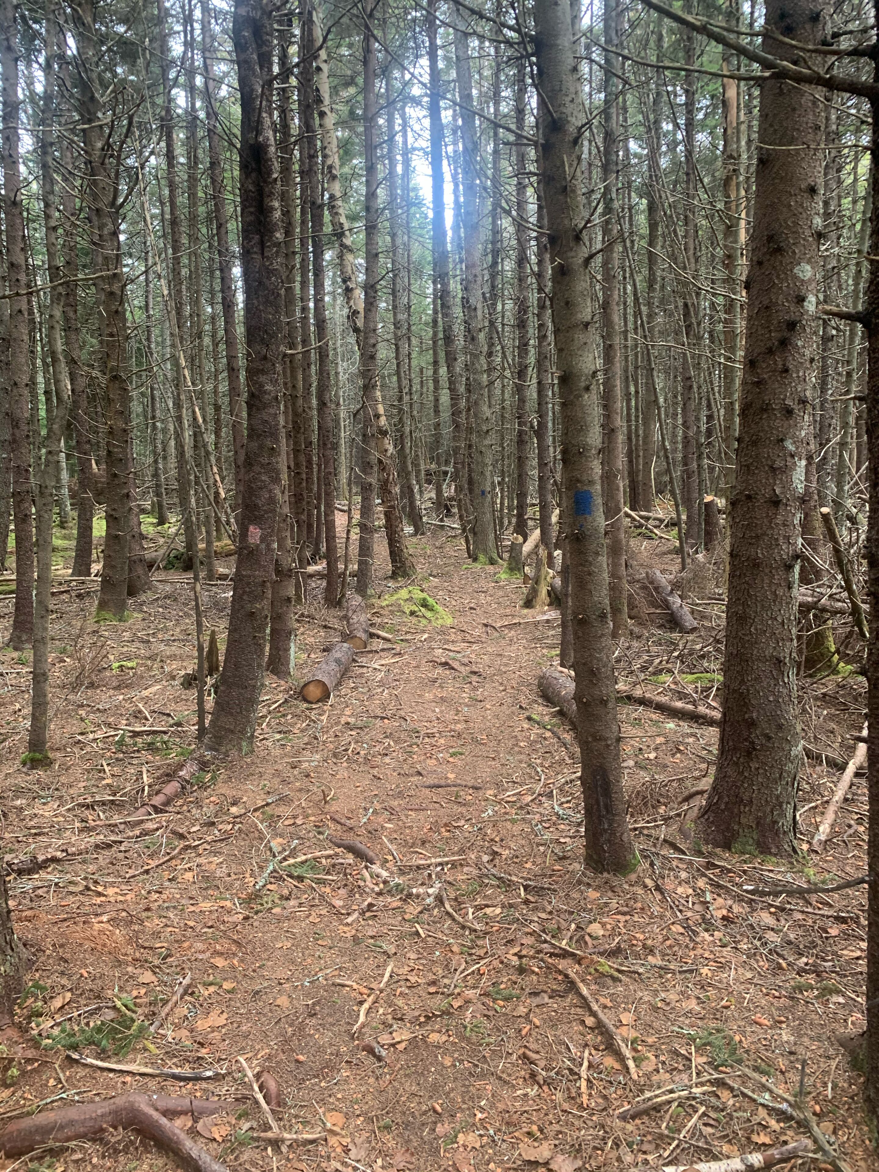 A forested area with a dirt path.