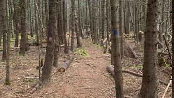 A forested area with a dirt path.
